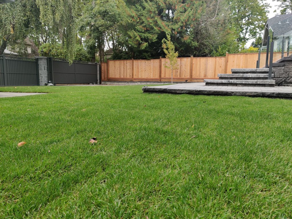 Fresh sod installation in Richmond with a custom solid cedar fence built using treated wood posts.